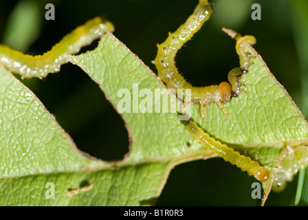 Stock Foto von Raupen Essen ein Blatt das Bild ist eine Nahaufnahme der Raupen als sie Mucnh durch das Blatt Stockfoto