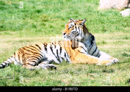 Tiger im Gras Stockfoto