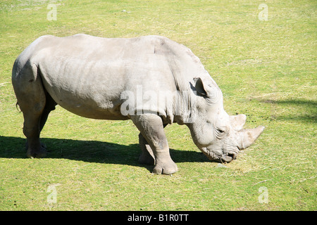 Nashorn Stockfoto