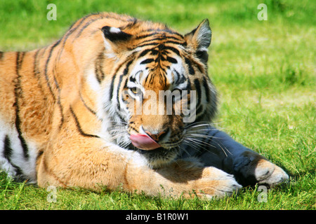 Tiger im Gras seine Pfote lecken. Stockfoto