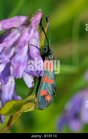 Fünf vor Ort Burnet Motten Zygaena Trifolii Decreta auf getuftet Wicke Vicia cracca Stockfoto