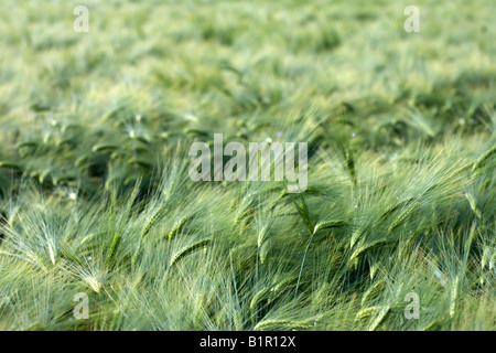 Gerstenfeld Stockfoto