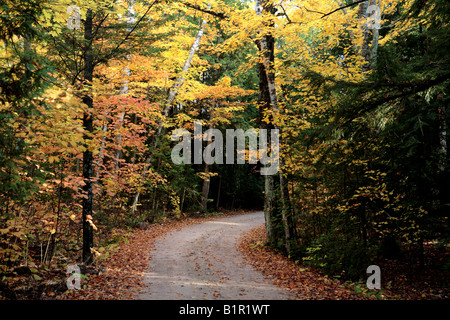 WALDWEG IM DOOR COUNTY IN DER NÄHE VON KIEMEN ROCK WISCONSIN USA IM OKTOBER Stockfoto