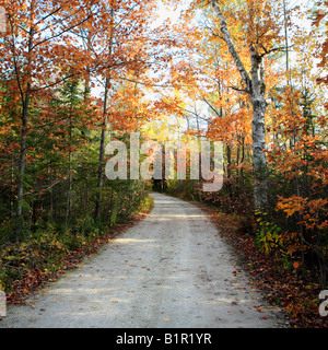 WALDWEG IM DOOR COUNTY IN DER NÄHE VON KIEMEN ROCK WISCONSIN USA IM OKTOBER Stockfoto