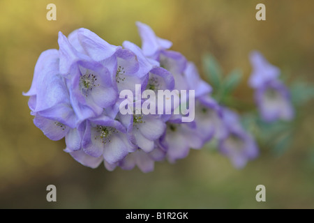 BLÜHENDE BLAUE EISENHUT AKA WOLFSWURZ ODER ACONITUM ACONITUM IM NÖRDLICHEN DOOR COUNTY, WISCONSIN USA IM OKTOBER Stockfoto