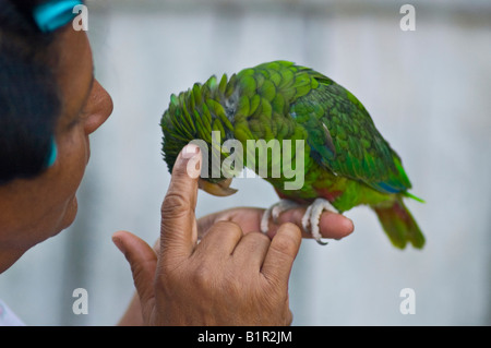 alte Frau streichelt einen tropischen grünen Papagei Stockfoto
