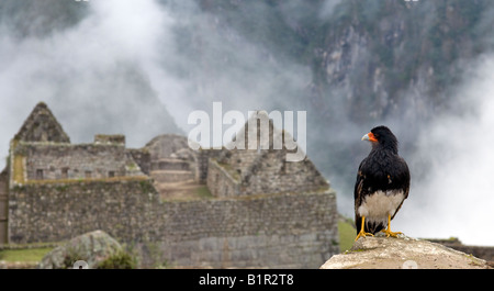 "Ein Berg-Karakara wacht über die antike Stadt Machu Picchu." Stockfoto