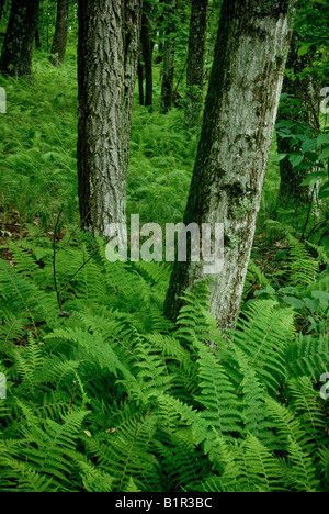 zwei Bäume mit Farne wachsen um sie herum auf den Blue Ridge Parkway in den Bergen von North Carolina Stockfoto