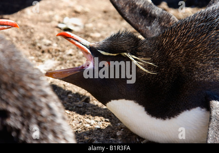 Rockhopper-Pinguin-Kolonie - Eudyptes Chrysocome - auf Pebble Island in West Falkland in Falkland-Inseln Stockfoto