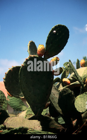 Kaktus Pflanze Blatt mit Kaktus Obstbau, Feigenkaktus, in der Sonne, strahlend blauer Himmel mit faulen Wolken bilden den Hintergrund Stockfoto