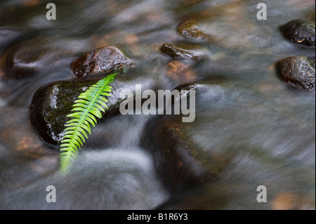 Bracken-Blatt auf Steinen in einem schottischen Fluss. Cawdor Wald, Nairnshire, Schottland Stockfoto