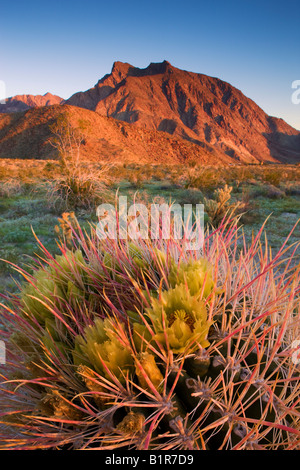 Südwestlichen Barrel Kakteen Ferocactus Wislizenii und Indianhead Berg Anza Borrego Desert State Park California Stockfoto