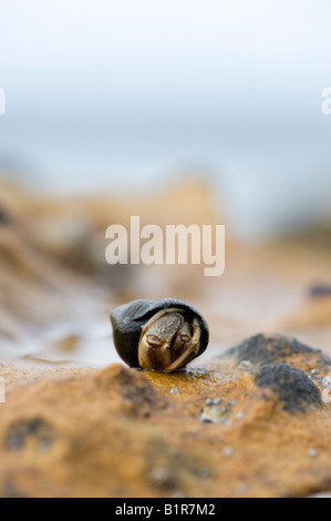 Einsiedlerkrebs auf einem küstennahen Felsen. Schottland Stockfoto