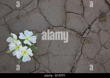 Düne Nachtkerze Oenothera Deltoides Anza Borrego Desert State Park California Stockfoto