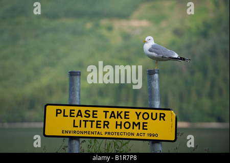 Seagull auf einen Wurf-Zeichen vor einem schottischen Loch sitzen. Schottland Stockfoto