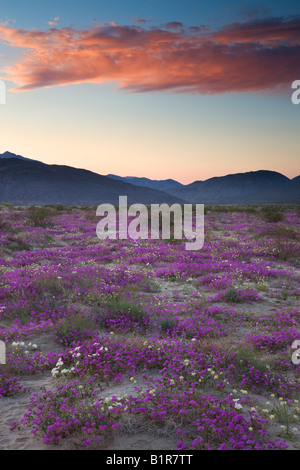 Wildblumen Anza Borrego Desert State Park California Stockfoto