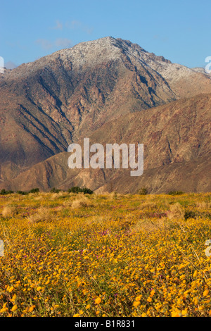 Wildblumen in Coyote Canyon einschließlich Wüste Gold Geraea Canescens Anza Borrego Desert State Park California Stockfoto