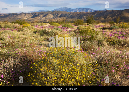 Wildblumen in Henderson Canyon Anza Borrego Desert State Park California Stockfoto