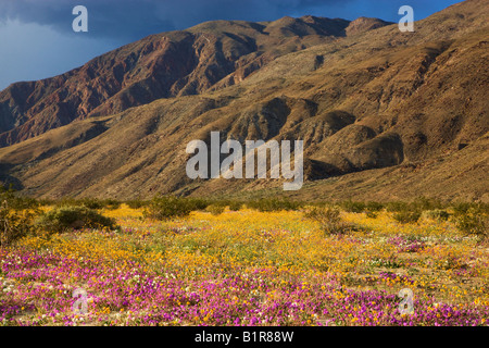 Wildblumen in Coyote Canyon Anza Borrego Desert State Park California Stockfoto