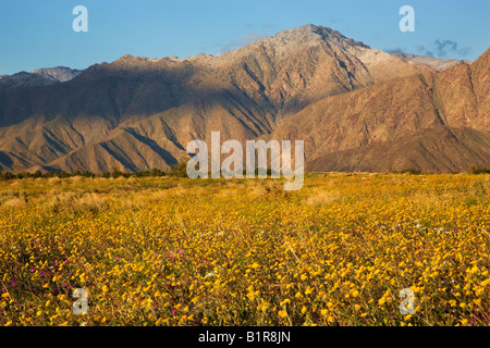 Wildblumen in Coyote Canyon einschließlich Wüste Gold Geraea Canescens Anza Borrego Desert State Park California Stockfoto