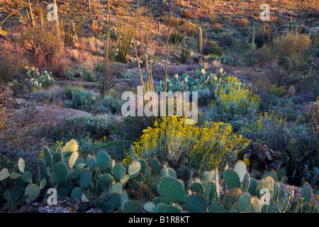 Kakteen und Wildblumen im Saguaro Osten Saguaro National Park Tucson Arizona Stockfoto