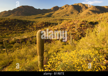 Saguaro-Kaktus und Wildblumen einschließlich Brittlebush im Saguaro West Saguaro National Park Tucson Arizona Stockfoto