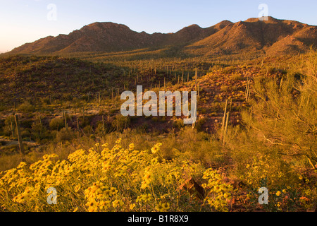 Saguaro-Kaktus und Wildblumen einschließlich Brittlebush im Saguaro West Saguaro National Park Tucson Arizona Stockfoto