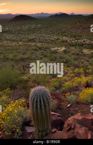 Kakteen und Wildblumen einschließlich Brittlebush im Saguaro West Saguaro National Park Tucson Arizona Stockfoto