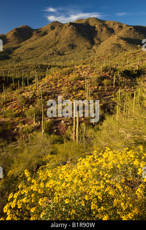 Saguaro-Kaktus und Wildblumen einschließlich Brittlebush im Saguaro West Saguaro National Park Tucson Arizona Stockfoto