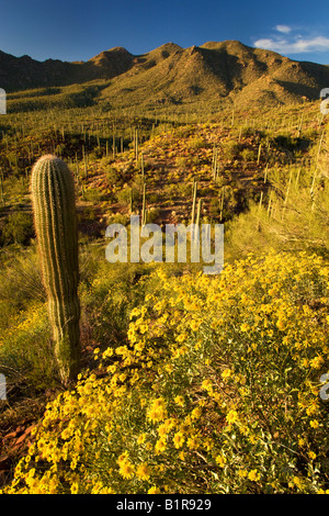 Saguaro-Kaktus und Wildblumen einschließlich Brittlebush im Saguaro West Saguaro National Park Tucson Arizona Stockfoto