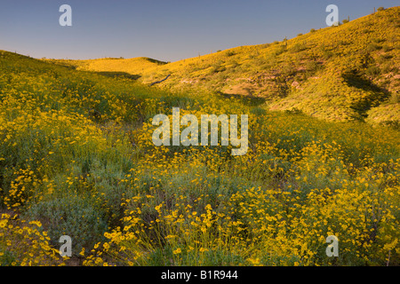 Brittlebush Wildblumen in McDowell Mountain Regional Park in der Nähe von Fountain Hills außerhalb von Phoenix Ariziona Stockfoto