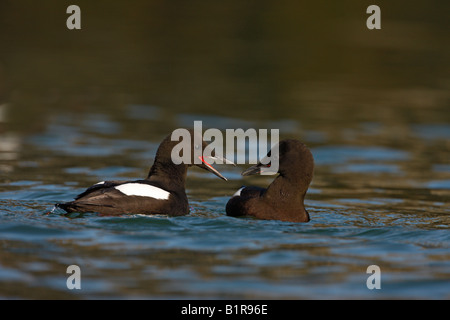 Schwarzen Guillemot Cepphus Grylle Schottland Stockfoto
