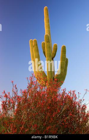 Saguaro-Kaktus und Chuparosa Wildblumen in McDowell Mountain Regional Park in der Nähe von Fountain Hills außerhalb von Phoenix Arizona Stockfoto