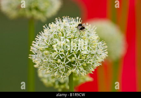 Ornamentale Zwiebel Allium im Garten Anzeige bei The Guardian Hay Festival 2008 Hay on Wye Powys Wales UK EU Stockfoto