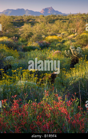 Wildblumen und Kaktus im McDowell Mountain Regional Park in der Nähe von Fountain Hills außerhalb von Phoenix Arizona Stockfoto