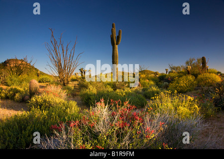 Wildblumen und Kaktus im McDowell Mountain Regional Park in der Nähe von Fountain Hills außerhalb von Phoenix Arizona Stockfoto