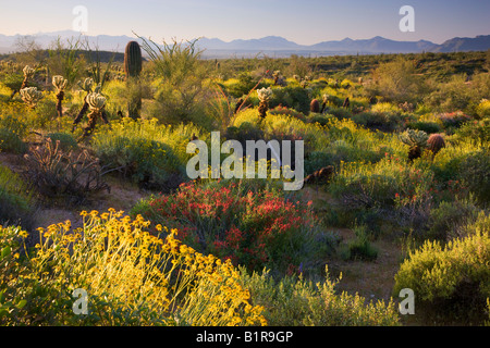 Wildblumen und Kaktus im McDowell Mountain Regional Park in der Nähe von Fountain Hills außerhalb von Phoenix Arizona Stockfoto