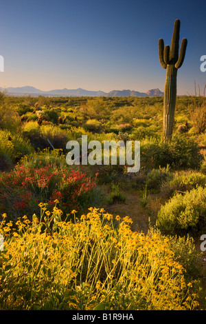 Wildblumen und Kaktus im McDowell Mountain Regional Park in der Nähe von Fountain Hills außerhalb von Phoenix Arizona Stockfoto