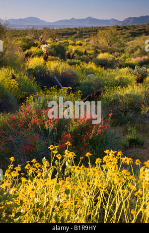 Wildblumen und Kaktus im McDowell Mountain Regional Park in der Nähe von Fountain Hills außerhalb von Phoenix Arizona Stockfoto