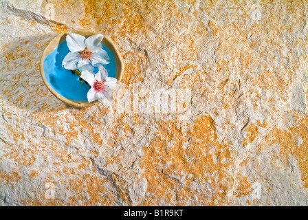 Mandel Blumen in einer kleinen Schüssel auf Stein Hintergrund Stockfoto