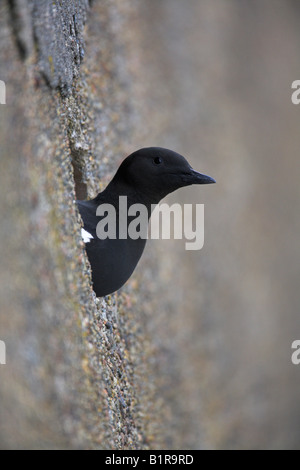 Black Guillemot Cepphus Grylle am Brutplatz in Kaimauer im Hafen von Oban, Schottland im Mai. Stockfoto