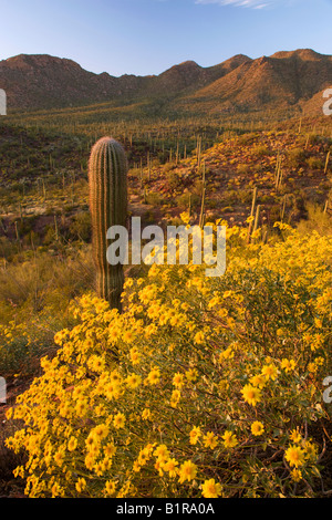 Saguaro-Kaktus und Wildblumen einschließlich Brittlebush im Saguaro West Saguaro National Park Tucson Arizona Stockfoto