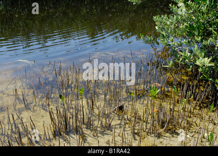 Schwarze Mangrove Avicennia Germinans Wurzeln Stockfoto