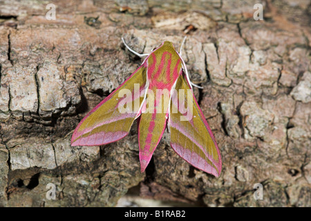 Elefant Hawkmoth Deilephila Elpenor ruht auf toten Baumstamm im trüben Licht in Weston-Super-Mare, Somerset im Juni. Stockfoto