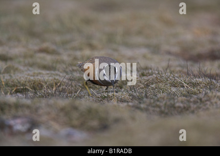 Dotterel Charadrius Morinellus Weibchen füttern unter Tundra am Carn Verbot Mor, Schottland im Mai. Stockfoto