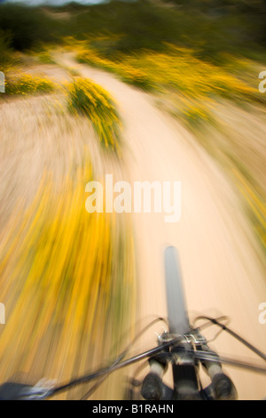 Mountainbike unter die Wildblumen in McDowell Mountain Regional Park in der Nähe von Fountain Hills außerhalb von Phoenix Arizona Stockfoto