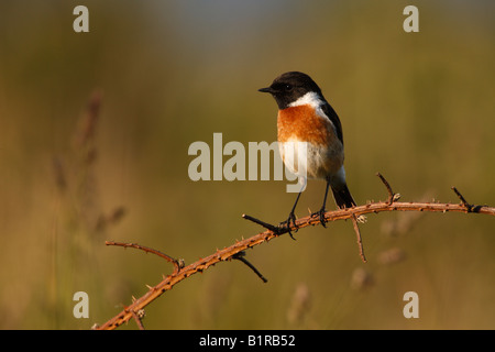 Schwarzkehlchen Saxicola Torquata männlichen Schottland Stockfoto