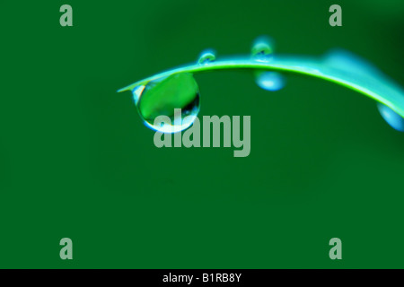 Tautropfen auf einem Grashalm, Schottland, Vereinigtes Königreich Stockfoto