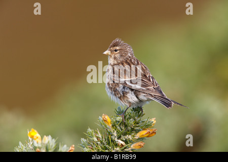 Berghänfling Zuchtjahr Flavirostris Sommer Schottland Stockfoto