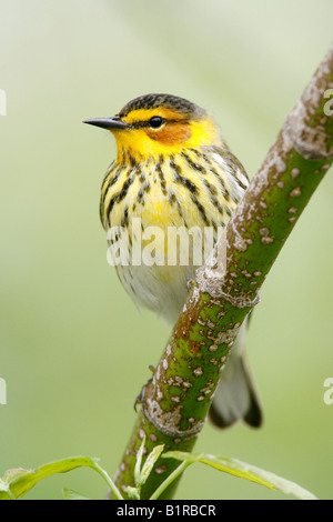 Cape May Warbler - vertikal Stockfoto